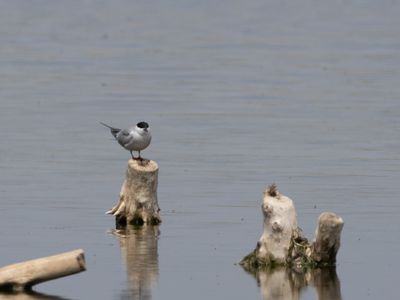 Common Tern / Visdief / Sterna paradisaea