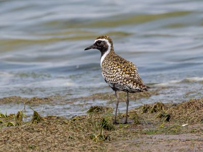 Pacific Golden Plover / Aziatische Goudplevier / Pluvialis fulva