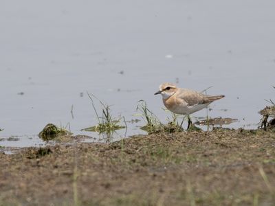 Siberian Sand Plover / Mongoolse Plevier / Anarhynchus mongolus