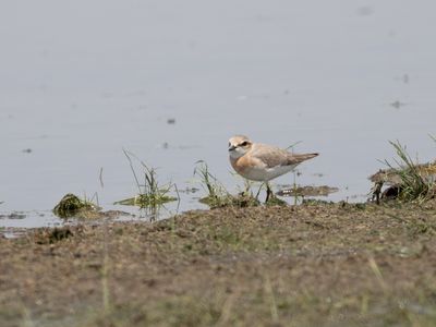 Siberian Sand Plover / Mongoolse Plevier / Anarhynchus mongolus
