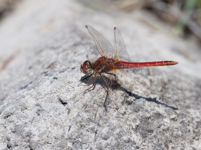 Zwervende heidelibel / Red-veined Darter / Sympetrum fonscolombii