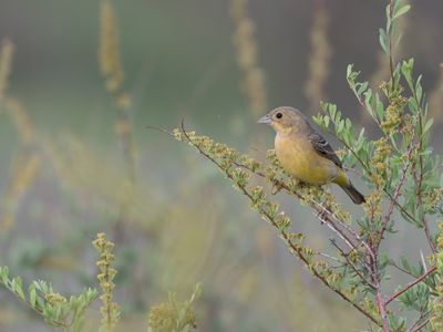 Red-headed Bunting / Bruinkopgors / Emberiza bruniceps