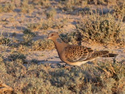 Oriental Turtle Dove / Oosterse Tortel / Streptopelia orientalis