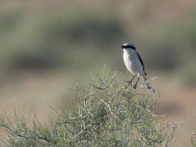 Steppe Grey Shrike / Steppeklapekster / Lanius excubitor pallidirostris