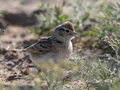 Greater Short-toed Lark / Kortteenleeuwerik / Calandrella brachydactyla