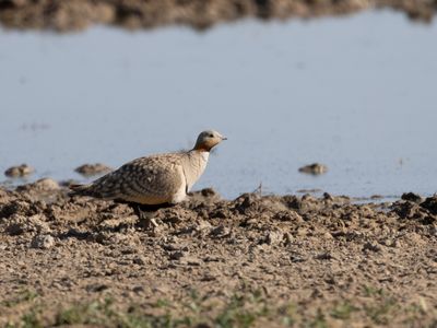 Black-bellied Sandgrouse / Zwartbuikzandhoen / Pterocles orientalis