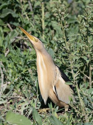 Little Bittern / Woudaap / Lxobrychus minutus