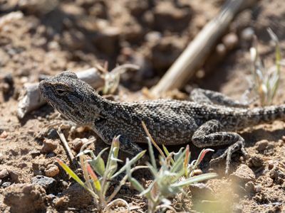Steppe Agama / Trapelus sanguinolentus