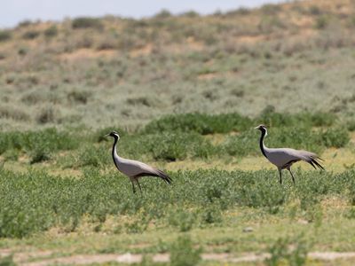 Demoiselle crane / Jufferkraanvogel / Grus virgo