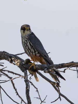Hobby / Boomvalk / Falco subbuteo
