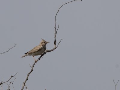 Crested Lark / Kuifleeuwerik / Galerida cristata