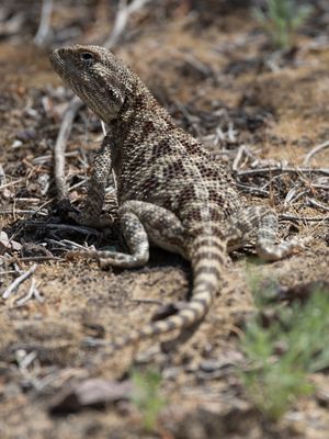 Steppe Agama / Trapelus sanguinolentus