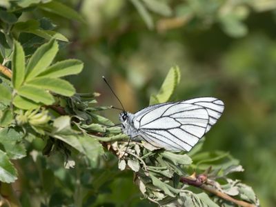 Black-veined White / Groot geaderd witje / Aporia crataegi