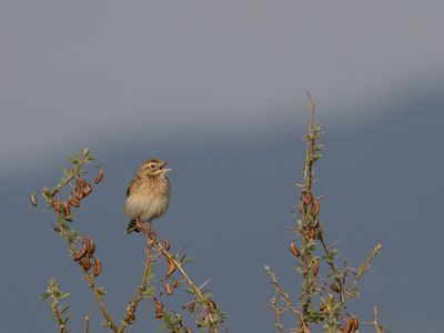 Tawny Pipit / Duinpieper / Anthus campestris