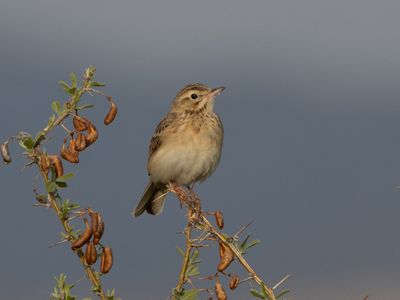 Tawny Pipit / Duinpieper / Anthus campestris
