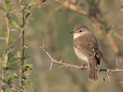 Booted Warbler / Kleine Spotvogel / Iduna caligata