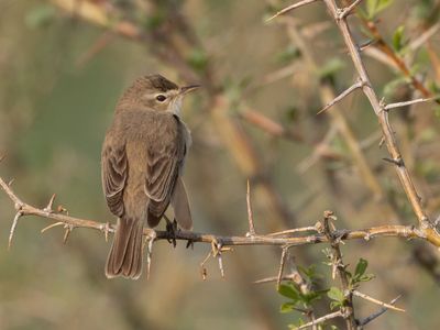 Booted Warbler / Kleine Spotvogel / Iduna caligata