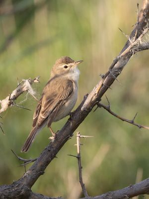 Booted Warbler / Kleine Spotvogel / Iduna caligata
