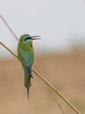 Blue-cheeked Bee-eater / Groene bijeneter / Merops persicus