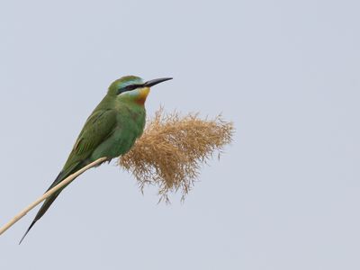 Blue-cheeked Bee-eater / Groene bijeneter / Merops persicus