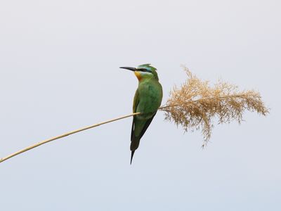 Blue-cheeked Bee-eater / Groene bijeneter / Merops persicus
