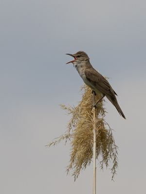 Great Reed Warbler / Grote karakiet / Acrocephalus arundinaceus