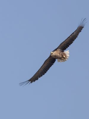 White-tailed eagle / Zeearend / Haliaeetus albicilla