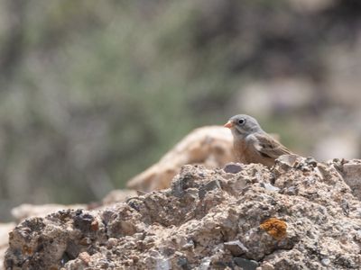 Grey-necked Bunting / Steenortolaan / Emberiza buchanani