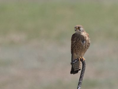 Common Kestrel / Torenvalk / Falco tinnunculus