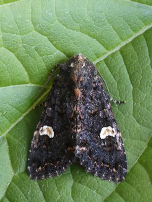 Perzikkruiduil / Dot moth / Melanchra persicariae
