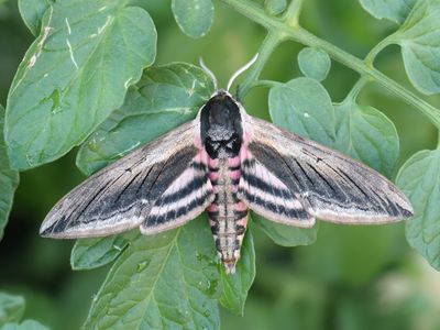 Ligusterpijlstaart / Privet Hawk-moth / Sphinx ligustri