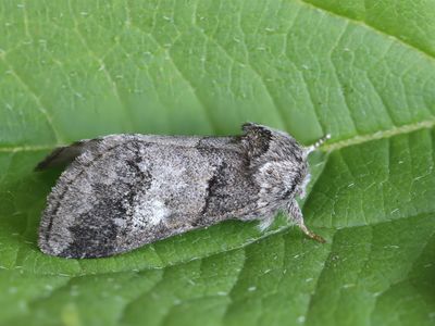 Witlijntandvlinder / Oak Marbled Brown / Drymonia querna 