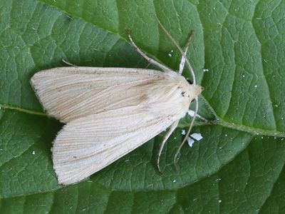 Bleke grasuil / Common Wainscot / Mythimna pallens