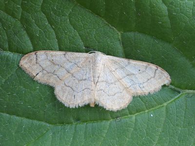 Grijze stipspanner / Riband Wave  / Idaea aversata