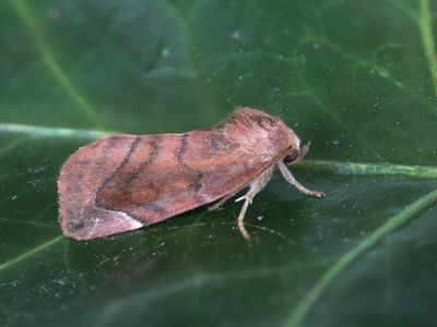 Maanuiltje / Lunar-spotted Pinion / Cosmia pyralina