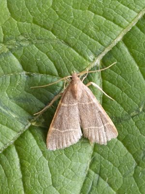 Tweelijnmot / Hypsopygia glaucinalis 