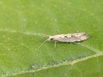 Koolmotten / Diamondback Moths / Plutellidae