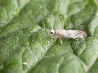 Meidoornduifmot / Paraswammerdamia nebulella