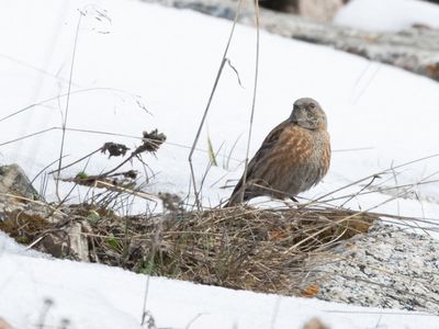 Altai Accentor / Himalayaheggenmus / Prunella himalayana