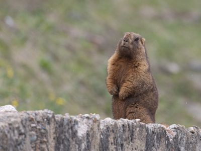 Gray Marmot / Altaimarmot / Marmota baibacina 