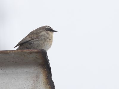Brown Accentor / Bruine Heggenmus / Prunella fulvescens