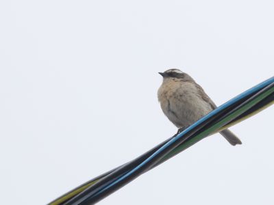 Brown Accentor / Bruine Heggenmus / Prunella fulvescens