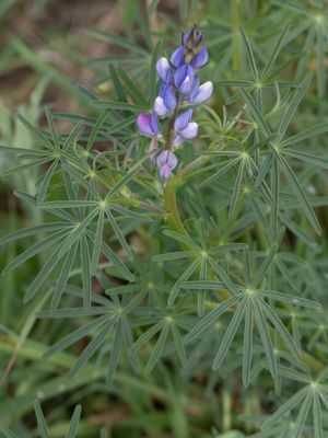 Blauwe lupine / Lupinus angustifolius 