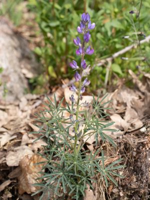 Blauwe lupine / Lupinus angustifolius 
