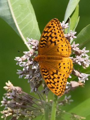 Great Spangled Fritillary / Speyeria cybele