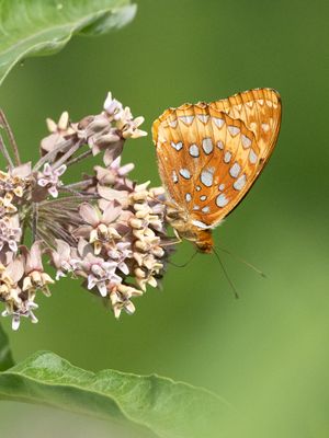 Great Spangled Fritillary / Speyeria cybele