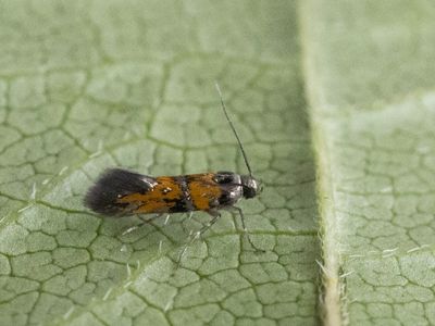 Gloriemot / Chrysoesthia drurella