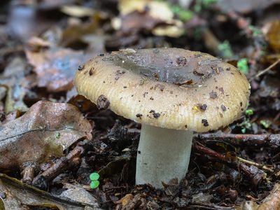 Russula amoenolens / Scherpe kamrussula / Camembert Brittlegill