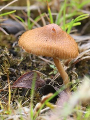 Inocybe salicis / Wilgenvezelkop