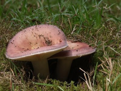 Russula vesca / Smakelijke russula / Bare-toothed Russula